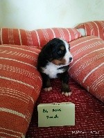 CHIOT