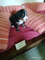 CHIOT