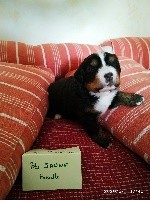 CHIOT